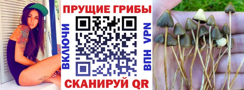 Галлюциногенные грибы Psilocybine cubensis  Кущёвская 